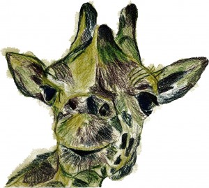 giraffe 3